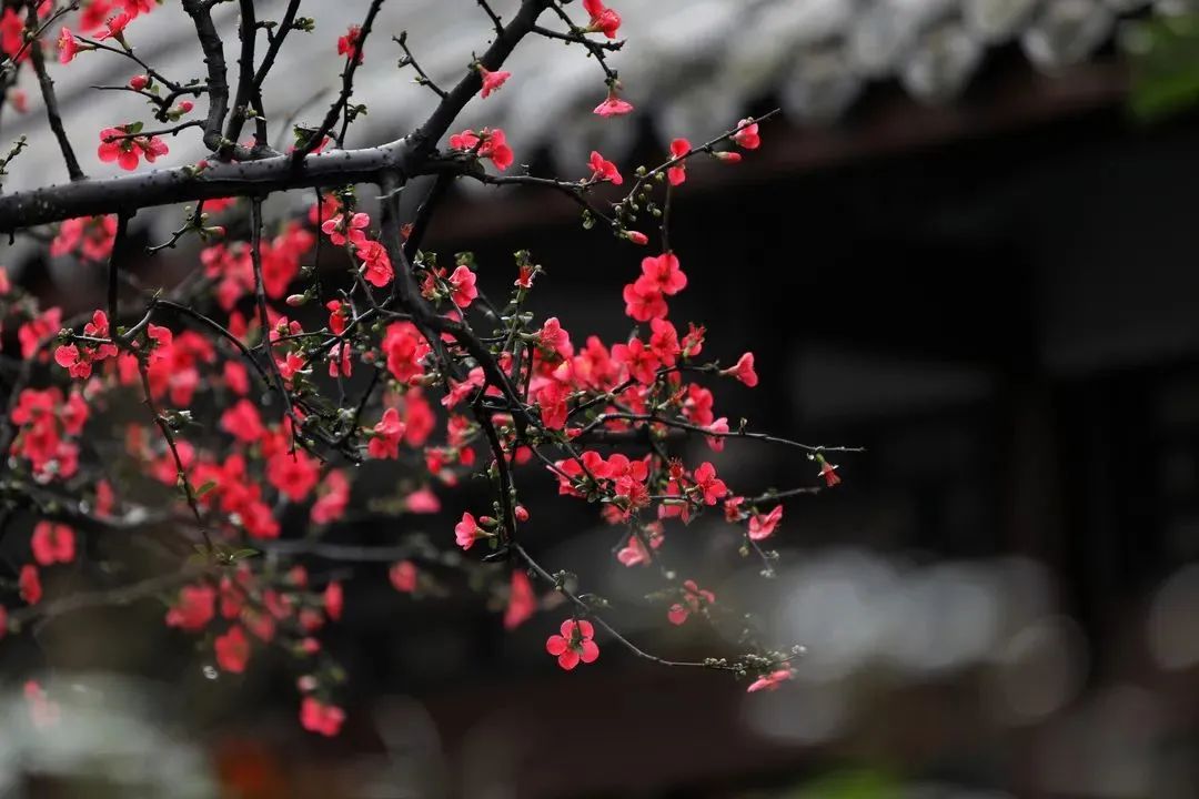 大邑春天国际美食_成都大邑县春天国际新闻_大邑县春天国际